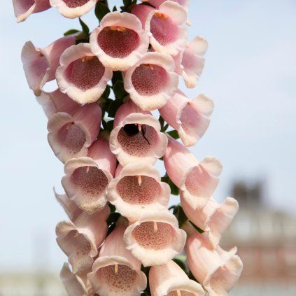 DIGITALIS 'DALMATIAN PEACH shutt