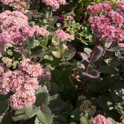 SEDUM 'MATRONA' (ROZCHODNÍK)_shutter