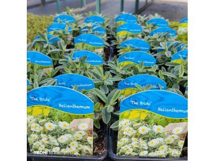 HELIANTHEMUM 'THE BRIDE' kak