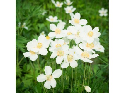 ANEMONE 'SUMMER BREEZE SNOW' (VETERNICA | SASANKA)_istock