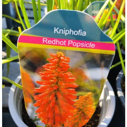 KNIPHOFIA 'REDHOT POPSICLE' kak