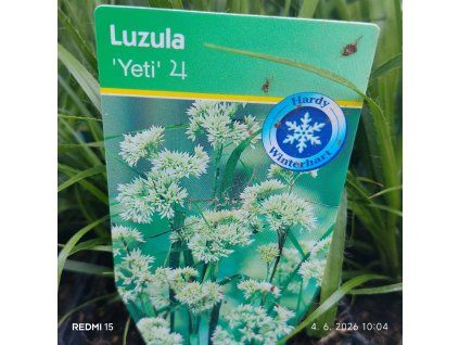 LUZULA NIVEA 'YETI' kak