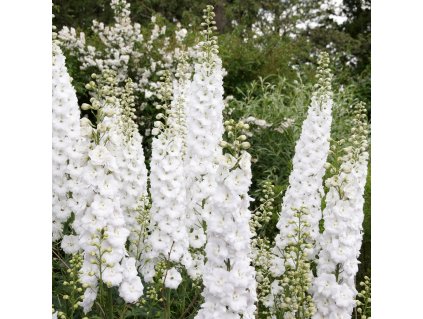 DELPHINIUM CULTORUM 'JUPITER WHITE' (STRAČONÔŽKA)_istock