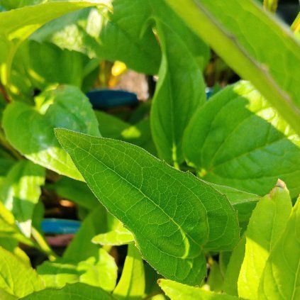 ECHINACEA PURPUREA 'BRIGHT ROSE' (ECHINACEA)