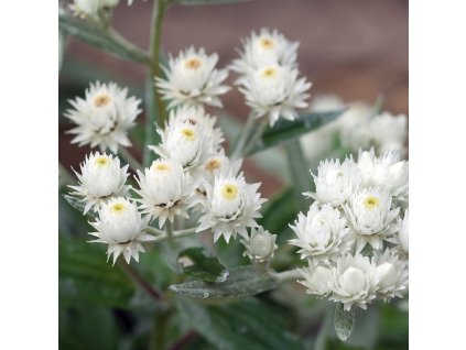 ANAPHALIS TRIPLINERVIS 'SILVER WAVE' (PLESŇUĽKA)_istock