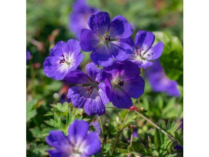 GERANIUM 'ROZANNE'_istock