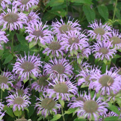 MONARDA HYBRIDA 'BEE-PRETTY' (MONARDA)_shutter