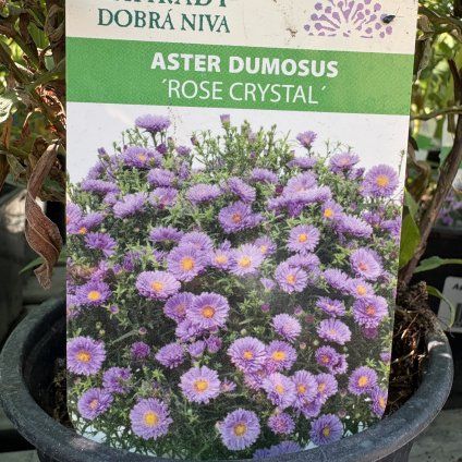 ASTER DUMOSUS 'ROSE CRYSTAL kak'