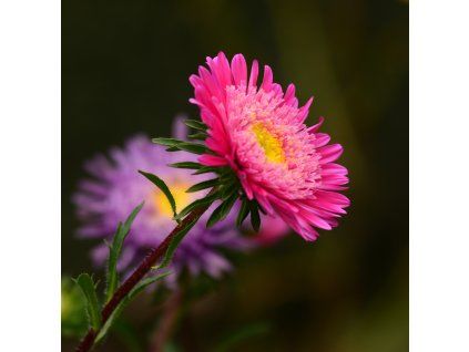 ASTER DUMOSUS 'ROSE CRYSTAL shut