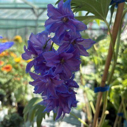 DELPHINIUM CULTORUM 'DELPHINITY BLUE' kak7