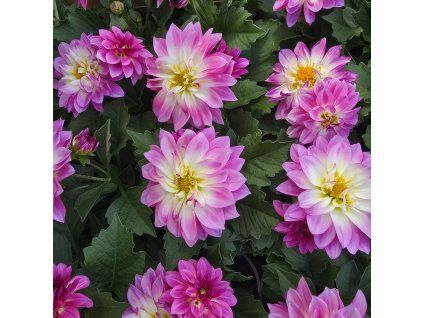 Dahlia variant 1 kak