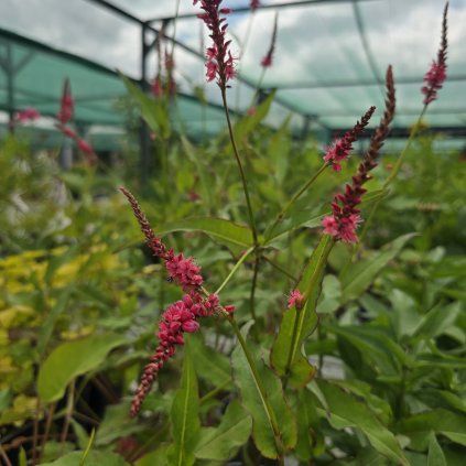 PERSICARIA AMPLEXICAULIS 'JS KEEP SMILING' kak
