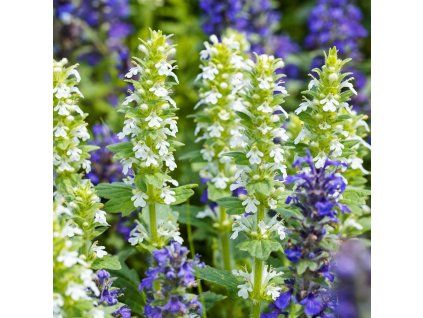 AJUGA REPTANS 'ALBA' IST2
