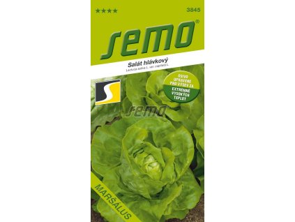 salat hlavkovy marsalus1