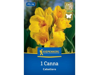 CANNA 'CABALLERO' (KANA) kiep
