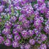 LOBULARIA MARITIMA fialova ist3