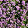 LOBULARIA MARITIMA fialová ist