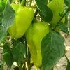 Paprika PCR ist