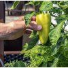 Paprika PCR ist1