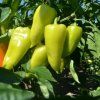 pcr paprika