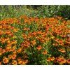 HELENIUM HYBRIDA 'LITTLE ORANGE' shut1