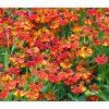HELENIUM HYBRIDA 'LITTLE ORANGE'shut1
