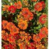 HELENIUM HYBRIDA 'LITTLE ORANGE' shut