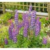 LUPINUS POLYPHYLLUS 'LEGENDARY BLUE SHADES' shutt1