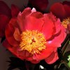 PAEONIA LACTIFLORA 'FLAME' IST