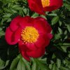 PAEONIA LACTIFLORA 'FLAME' IST1.