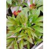 PAEONIA LACTIFLORA 'FLAME' kak1