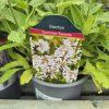 STACHYS OFFICINALIS 'SUMMER SWEETS kak
