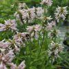 STACHYS OFFICINALIS 'SUMMER SWEETS kak1