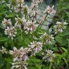 STACHYS OFFICINALIS 'SUMMER SWEETS kak2