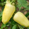 Paprika AMY IST1