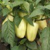 paprika amy capsicum annuum 120 ks 280x280