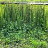 EQUISETUM HYEMALE 'ROBUSTUM' IST
