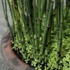 EQUISETUM HYEMALE 'ROBUSTUM' (PRASLIČKOVKA ZIMNÁ)