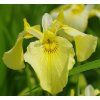 IRIS PSEUDACORUS 'FLORE PLENO' -IST