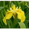 IRIS PSEUDACORUS 'FLORE PLENO' -IST