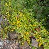 LYSIMACHIA NUMMULARIA 'AUREA shut