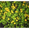 lysimachia numularia1-IST