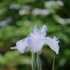 IRIS ENSATA 'AQUAMARIN' (KOSATEC MEČOVITÝ)