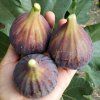 FICUS CARICA 'BROWN TURKEY' ist1