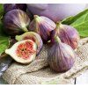 FICUS CARICA 'BROWN TURKEY shut