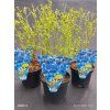 VACCINIUM CORYMBOSUM 'DARROW' kak