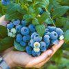 VACCINIUM CORYMBOSUM 'DARROW' ist