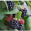 RUBUS FRUTICOSUS 'BLACK SATIN' shut