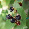 RUBUS FRUTICOSUS 'BLACK SATIN' ČERNICA ist