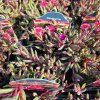 DELOSPERMA COOPERI 'DANCER PURPLE' kak1